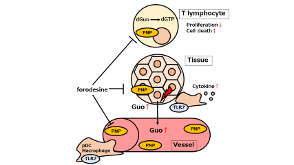 FORODESINE AMPLIFIES HOST INNATE IMMUNE RESPONSE THROUGH TOLL-LIKE ...